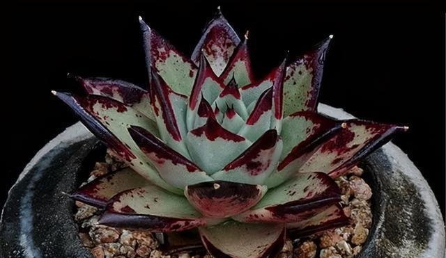 冬季乌木该怎么养,把这四点做好,绿叶变黑叶,傲气十足