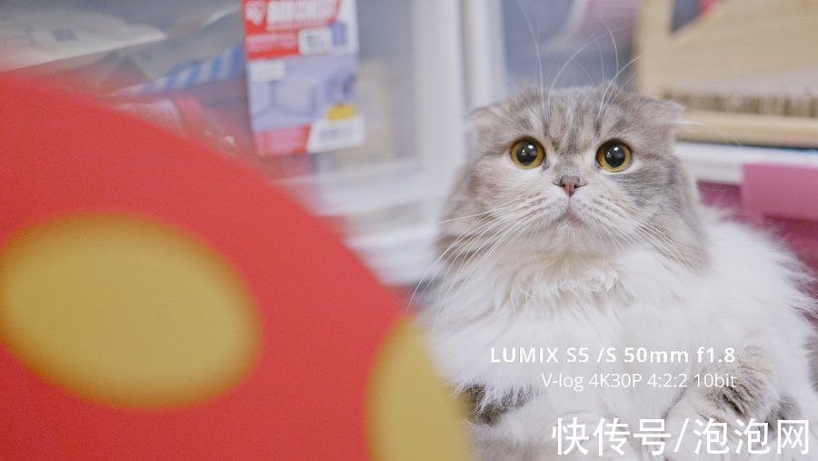 lut|初体验！松下LUMIX S5全画幅微单宠物视频拍摄