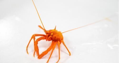 人类知道的东西太少了科学家又发现30个新物种,却只是冰山一角