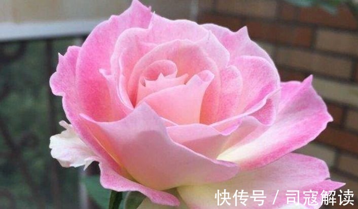 这种花很耐养,沾土就能活,谁见了都喜欢,花朵漂亮,花开旺!