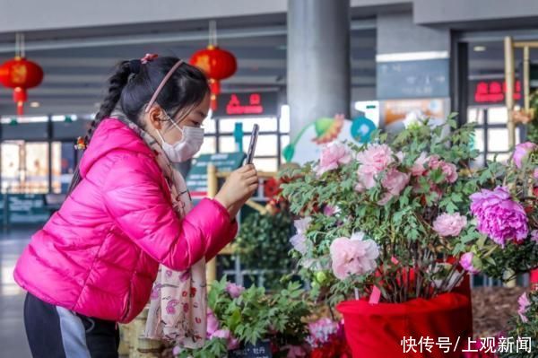 上观·展视听丨百花迎春，金牛贺岁：2021上海辰山植物园迎春花展即将开展