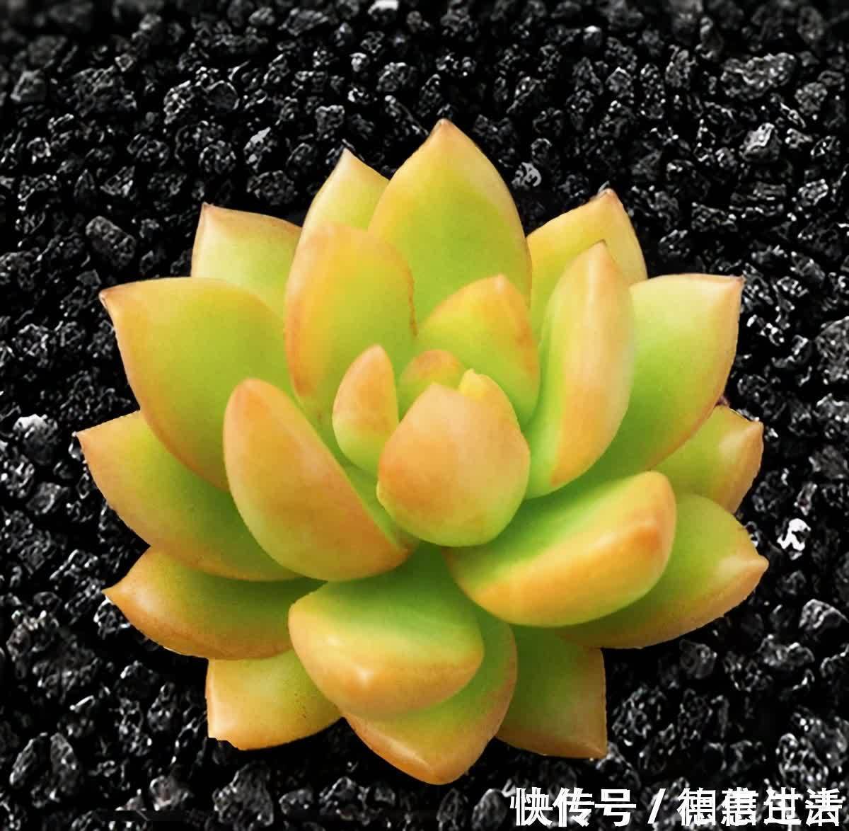 太阳|6种多肉好养活,夏天不休眠,晒晒太阳红彤彤,度夏也萌