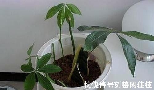 养活|这5棵“树”太贵了,偷偷摘一截枝条就养活了,不用花钱买啦!