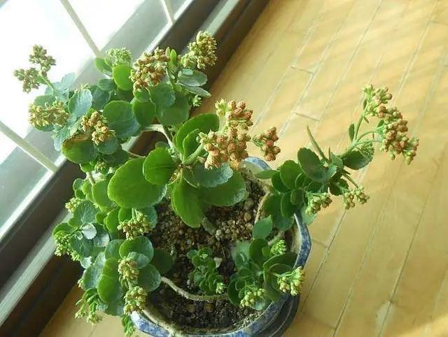 养花不是只浇浇水这么简单,不知道这些养花技巧,花养不好!