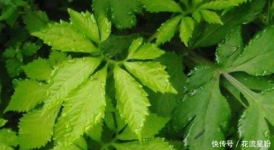 野草|以下野草被称为“不老长寿药草”,有保肝解毒、降三高的作用