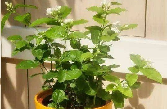 风信子|这18种超级好养的植物,养花新手也能养的很好!