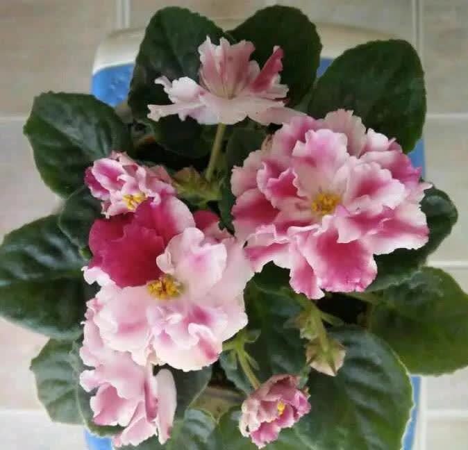 很耐阴的小花,四季开不断,花开很灿烂,适合新手养