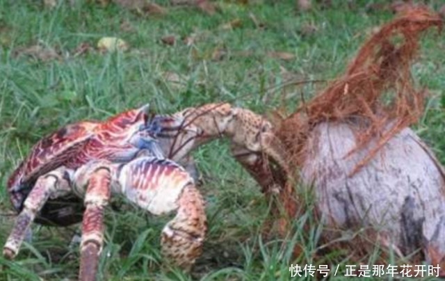 椰子蟹的破坏力有多可怕?一招能夹开大椰子,看完长见识了!