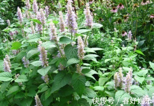 口臭|含两片叶子能除口臭的野草,农村称为“山茴香”,才知道价值珍贵