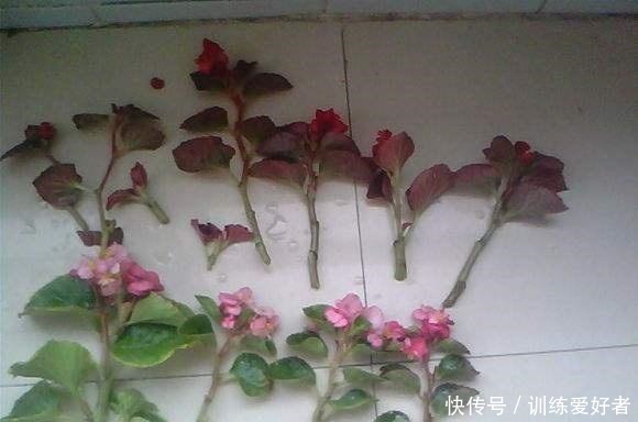 月季|8种花不用花钱买,掐片叶、剪根枝,找个花盆种起来,家里放不下!