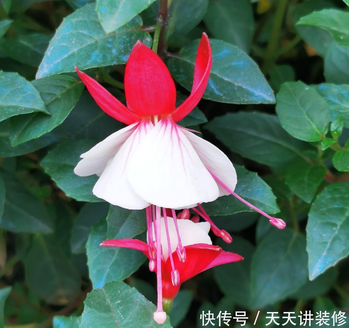 仙客来|家庭常见花卉养护要点,看完你就都会了(下)