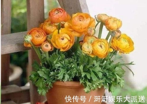 花苞|邻居种了1盆“芹菜”,却开出了“牡丹花”,花苞又大又鲜艳