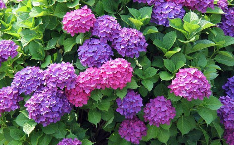 紫色系花草有哪些?这6种漂亮优雅的小紫花,你见过几个