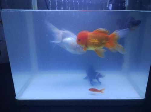 养花：新手用这5样“水”浇花，盆盆都能长得叶片油亮