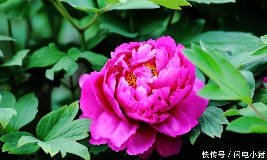 无花|千古名诗70首,诗中有画,再现了几千年来《清明》的风土人情