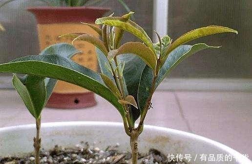 正好碰到路边修剪2种树,捡点枝条拿回家,扦插成盆栽开花香极了!