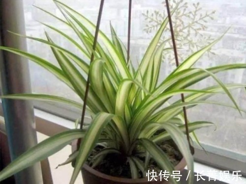 吊兰|家里和办公室基本上都有的吊兰,你了解多少,真的会养吗