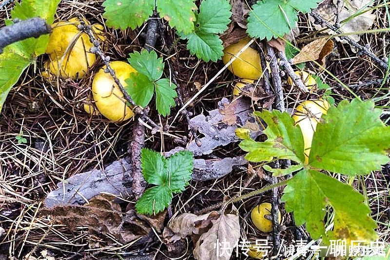 氨基酸|生在松林里,曾误认含毒不能吃,如今58元1斤,可惜农村也少见了