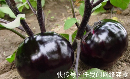 花青素之王|女人建议6种含“花青素”多的食物，要常吃，健康营养，显年轻