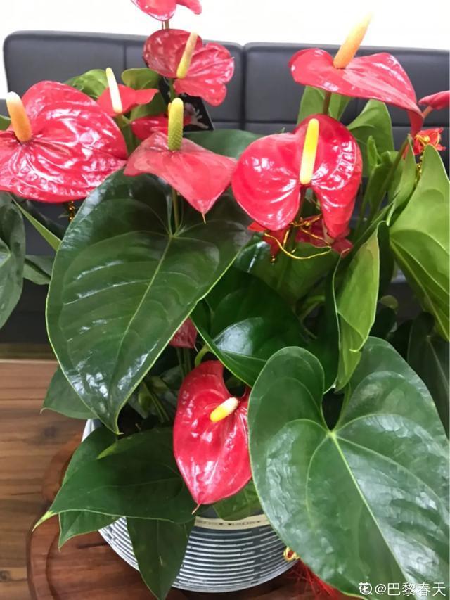 想要家里四季花开，这20种花，连续能开300天，完全不歇气