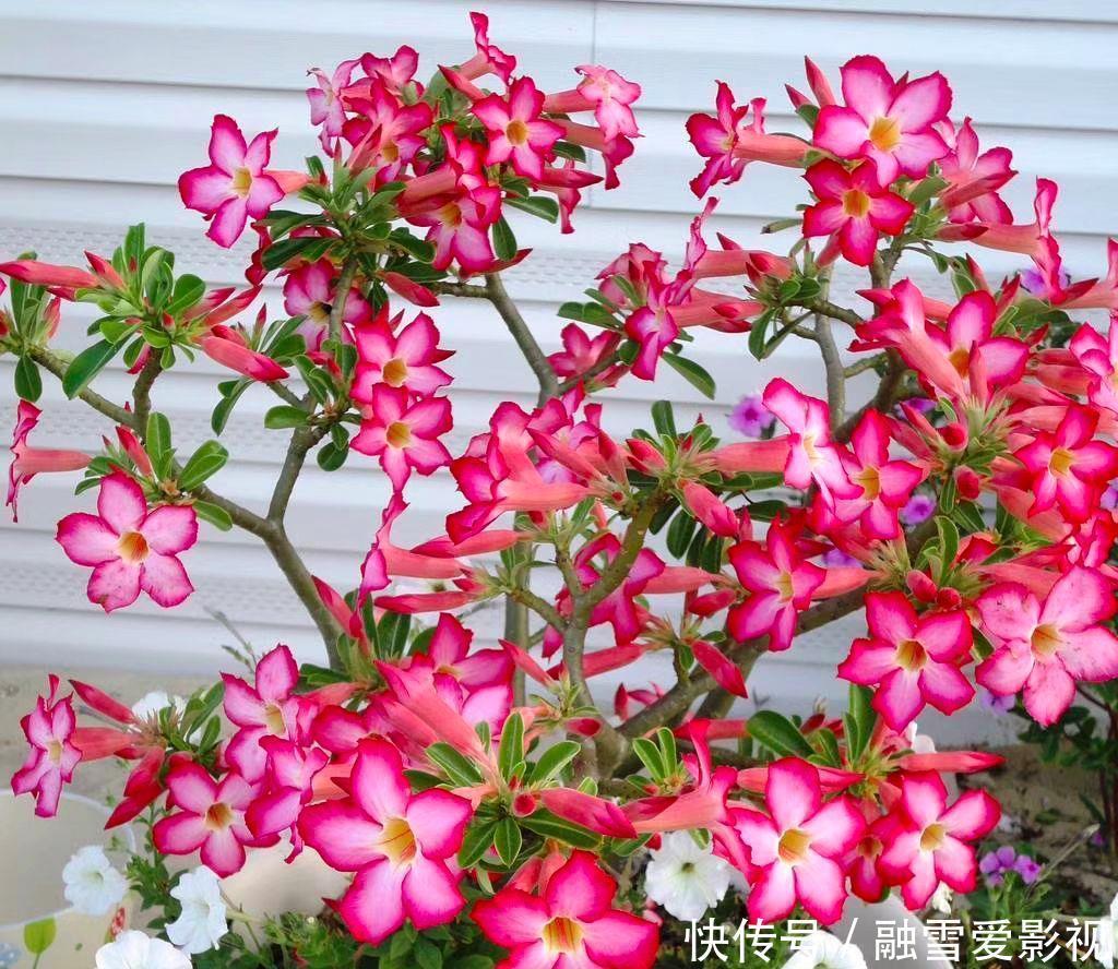 甲醛|家里养这12种“吸毒”绿植,净化空气,老人小孩少生病