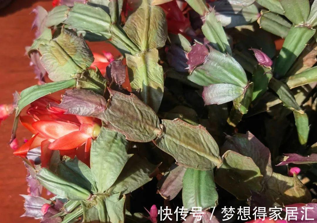 秋季照顾蟹爪兰,做好这些,刚苏醒的株苗才不黄叶烂根
