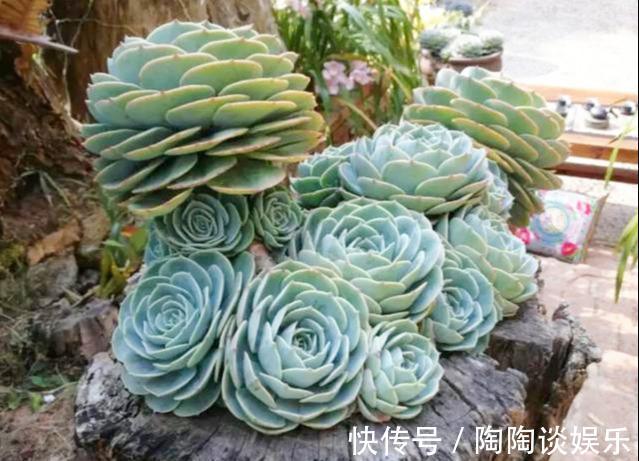 夏天|6种多肉,夏天要多操心,不然再美,也得“度夏死”