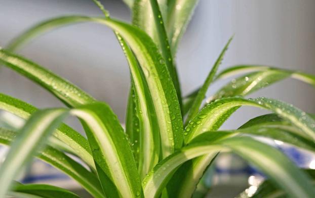 让吊兰叶子变肥变宽的3个“方法”，越长越有活力，叶更多更美