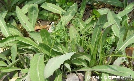 一種野菜治一種病，野菜不僅好吃，還有消炎，降血壓，清熱的功效