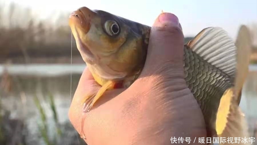 回家|话不多说，现在不试试这鲫鱼钓法就太亏了，每次收竿回家都特满足