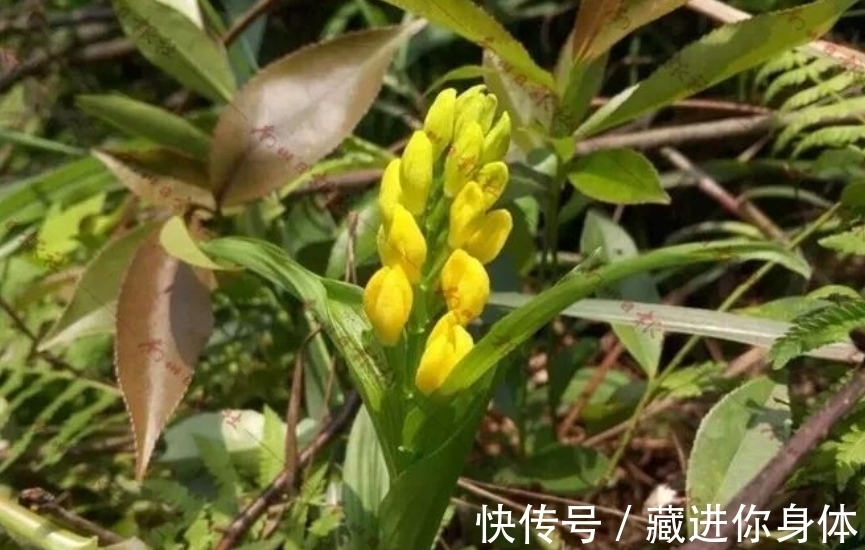 我国特有的单种属珍稀濒危兰花——金佛山兰