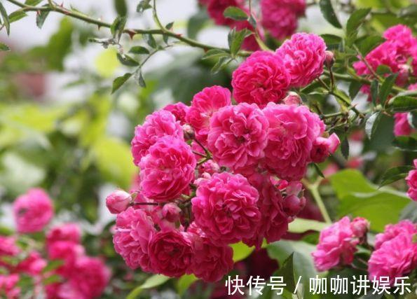 美极了|适合养在客厅的花卉,花大色艳易打理,美极了