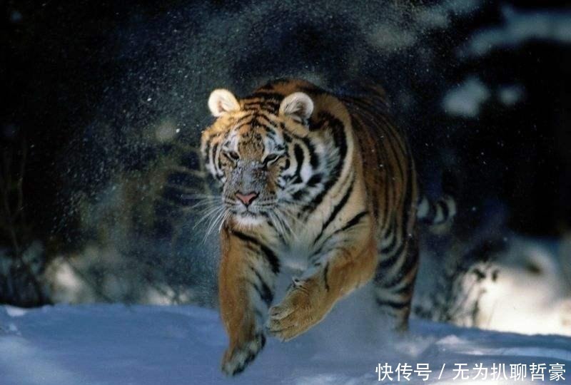 惊人|武松打死老虎后,仵作对老虎进行了查验,发了一个惊人的秘密