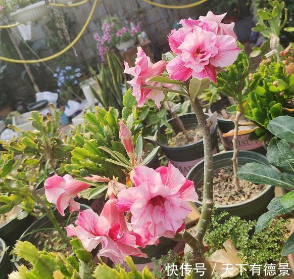 玫瑰|沙漠玫瑰温度低如何越冬?只需做好3点,春季直接开爆盆!