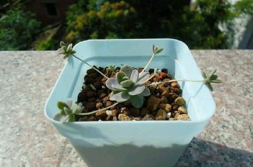  特性|给多肉浇水，遵循多肉的特性没毛病