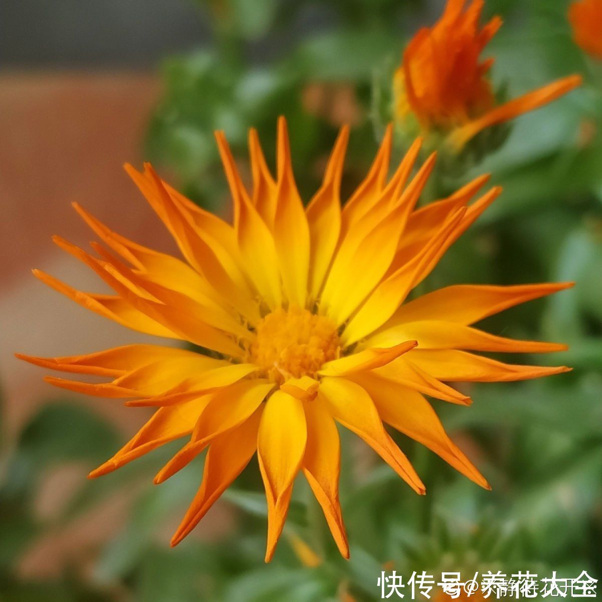 入春的3种菊，10块钱3盆，不打理也能开花