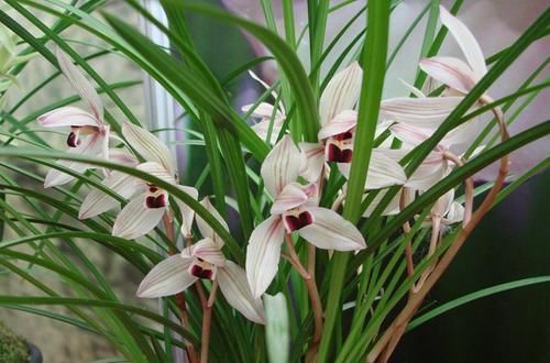 家里养兰花,了解掌握几个要点,服盆快不黄叶,你做对了吗?