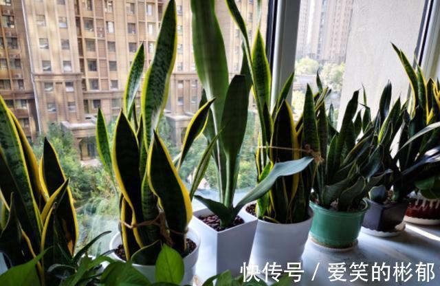 小齐|想不想你的虎皮兰7月“冒笋芽”？做好“3不缺”，保证通风试试