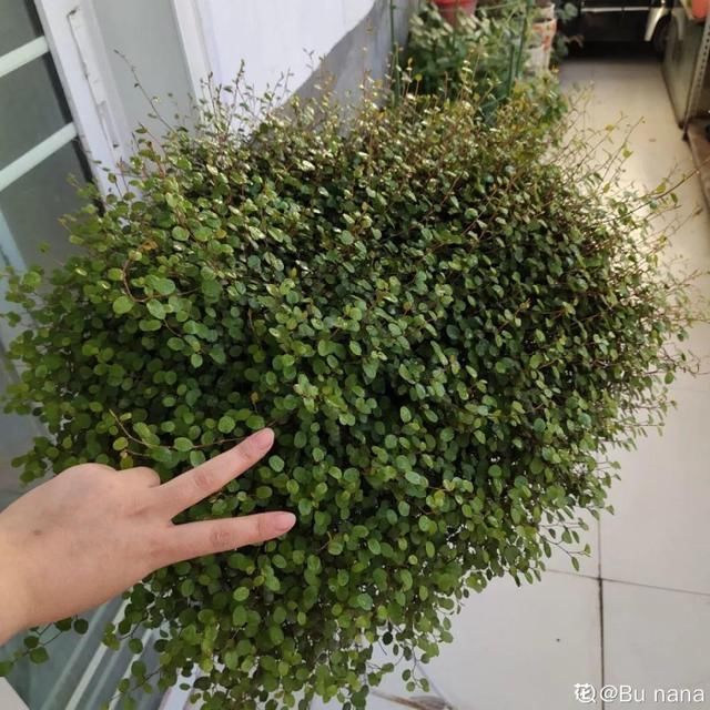 浇水|10种吊兰,耐阴又好看,叶子美得像一幅画