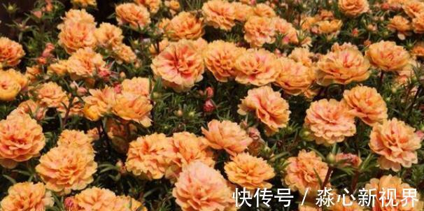 土干|太阳花特好养，给点阳光就“灿烂”，赶紧养几盆，荒地变“花海”