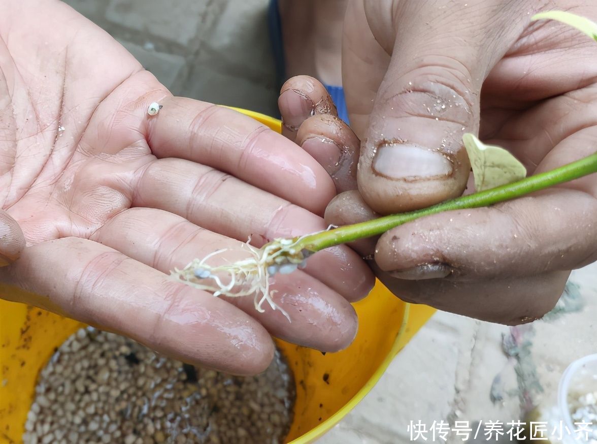 适合夏季扦插的“六种花”,操作简单,容易生根,其他季节难生根