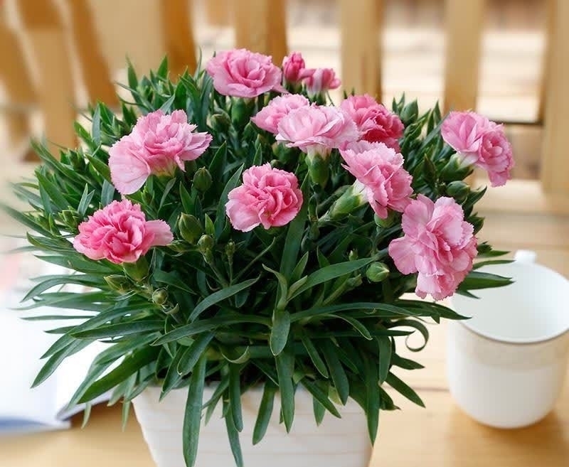 杀虫剂有害健康,养花就该巧用这些手段消灭害虫,保护环境