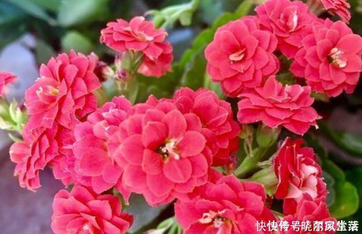 花香|4种花自带财运，好养易活不招虫，越贱养越爆盆，还花香四溢！