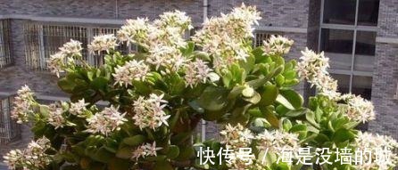 花卉|这4种喝“啤酒”最厉害的花，1次能喝半斤，叶片油绿、开花更艳！