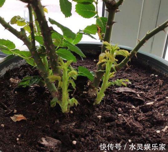 花蕾|养月季和蔷薇如何培养高颜值注意3个问题,个个满树繁花
