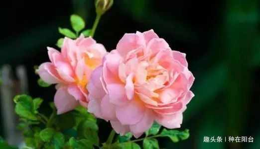 月季只长枝条不开花，那是因为你有三项养护工作没有做到位！