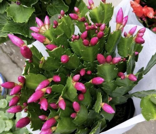 秋冬养蟹爪兰，牢记2个要点，花开满枝头，一茬接一茬！