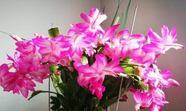 年宵花|阳台盆栽年宵花蟹爪兰,细节遵循4个要求,茎叶旺盛、开花多