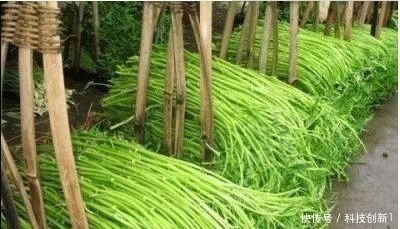 有人|这种菜在中国少有人吃,卖到美国却比肉还贵,美国人吃上了瘾