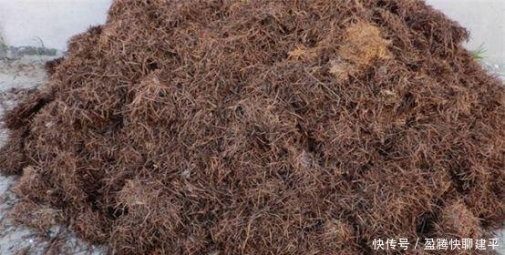 松树皮|兰花总是烂根叶黄土里加1样东西,让兰花根壮叶绿
